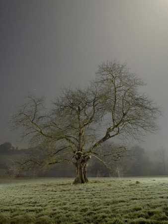 Nocturnal Arboreal. Night time tree portraits.