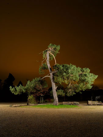Scotts Pine 01 from series Nocturnal Arboreal