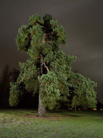 Scotts Pine 03