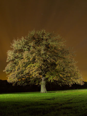 Pendiculate Oak 03