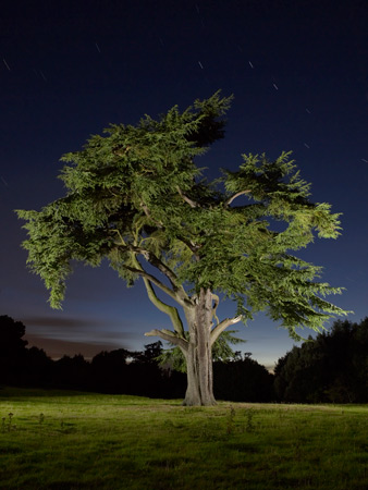 Cedar of Lebanon