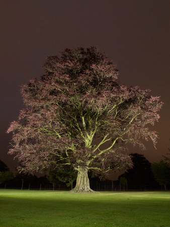 Copper Beech