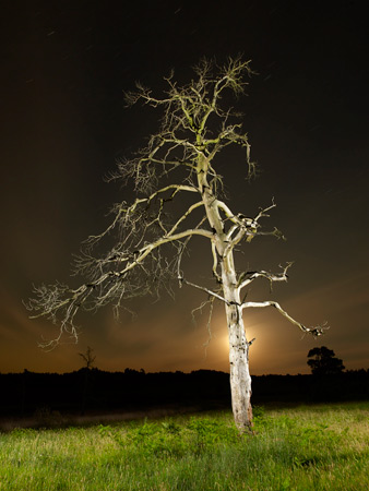 Dead Pine