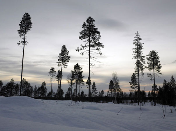 Eighty year old Trees from series Winter Days & Summer Nights. Finland